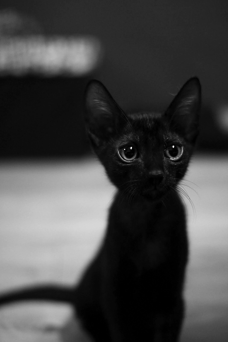 Puddy Tat Puddy Tat