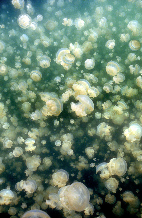 Jellyfish Lake in Palau Jellyfish Lake in Palau