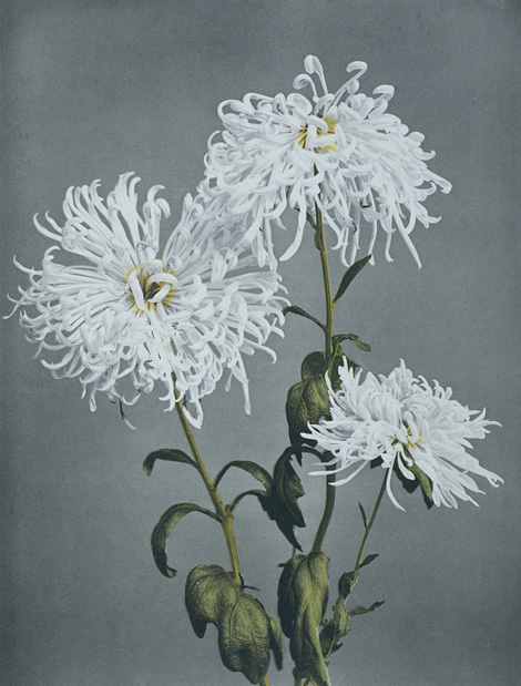 Chrysanthemum