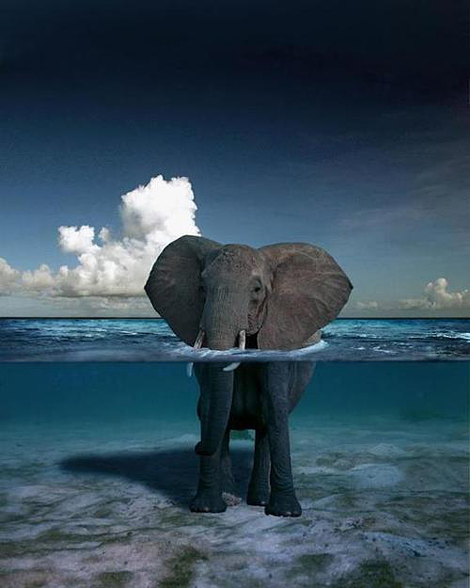 Elephant in water