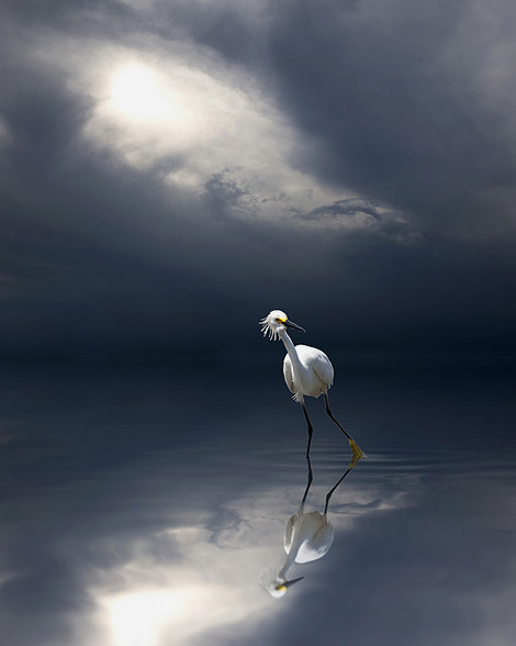 Snowy Egret
