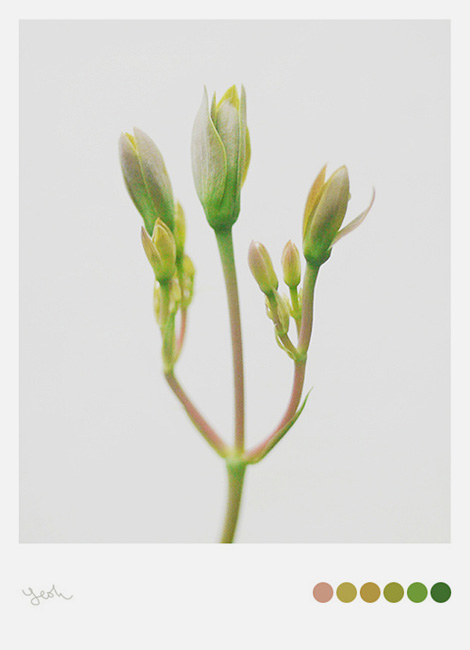 GH Yeoh: My Garden