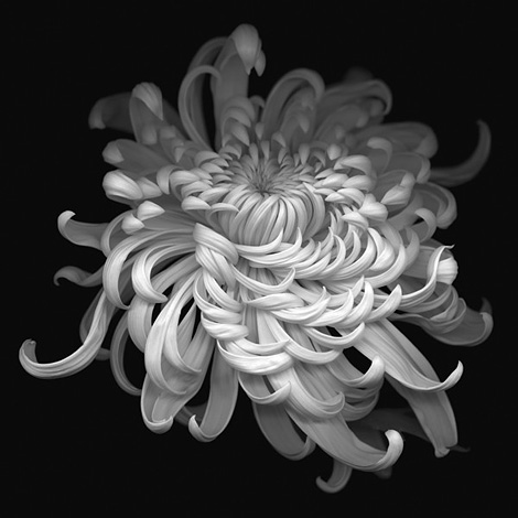 Chrysanthenum