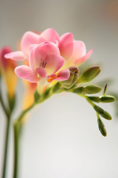 Freesia