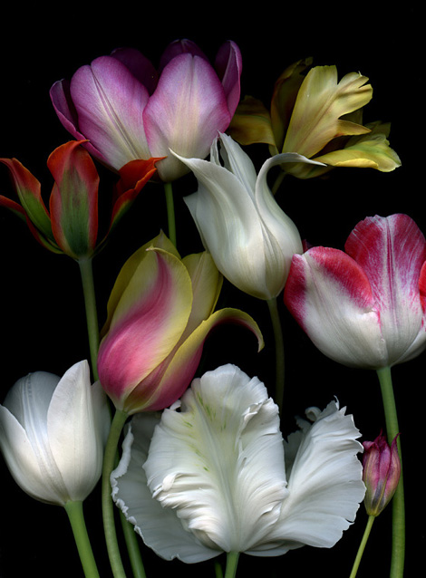 Tulips