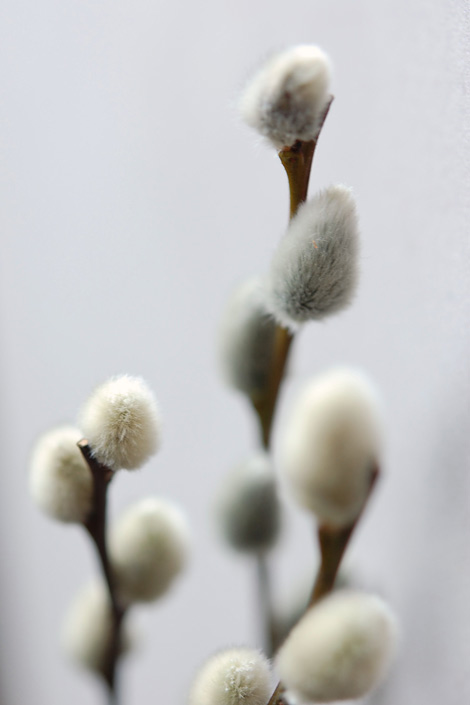 Pussy willow
