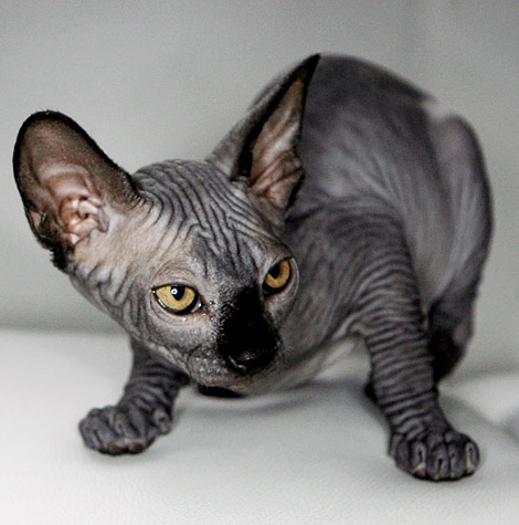 Sphynx