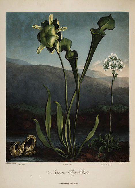 American Bog Plants
