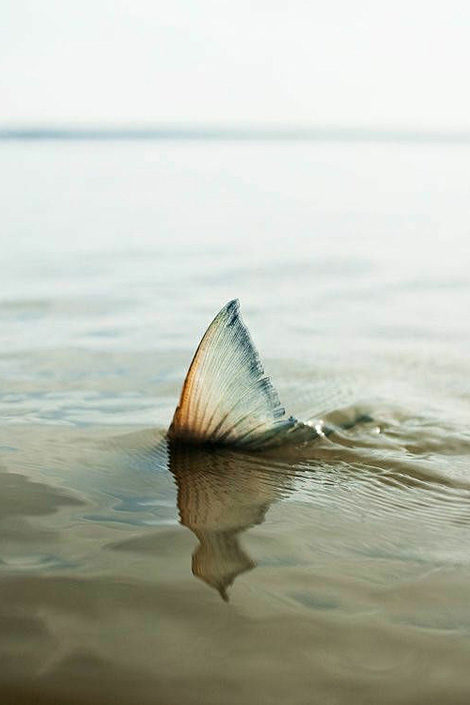 Fin