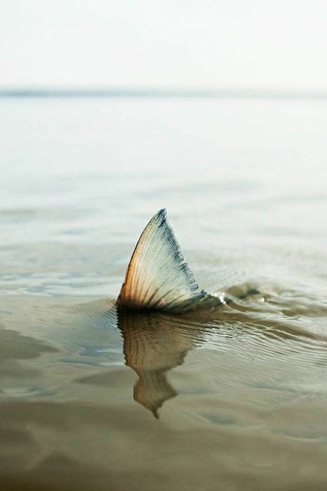 Fin