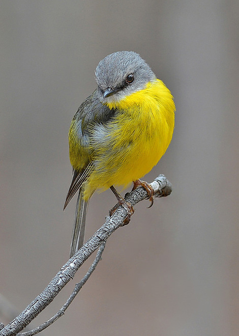 Eastern yellow robin