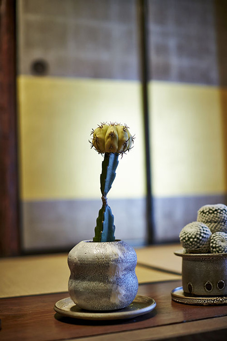 Kyoto plants and pots
