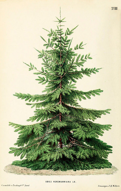 Nordmann fir
