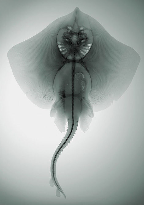 Nick Veasey