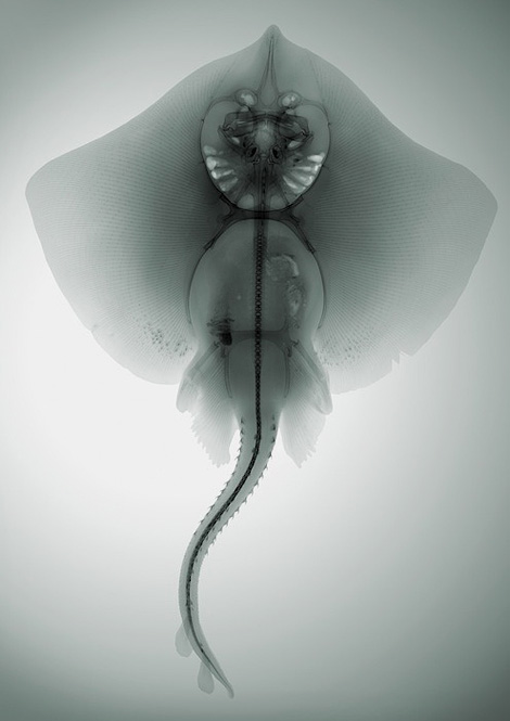 Nick Veasey