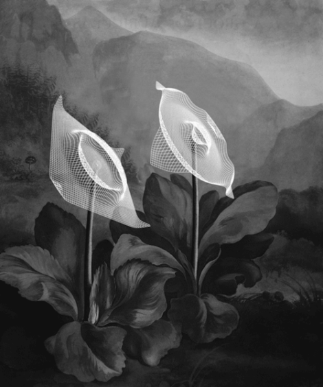 Temple of Flora x Bill Domonkos