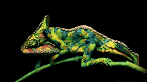 Chameleon