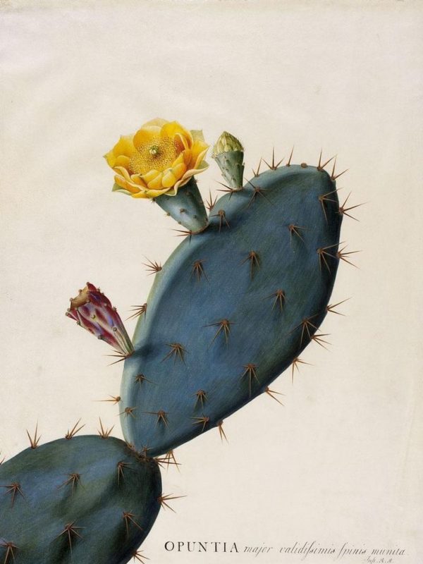 Opuntia Ficus