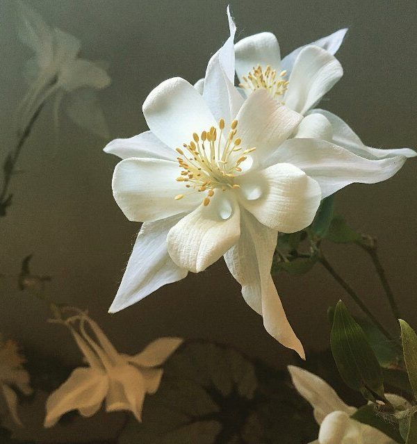 Flora