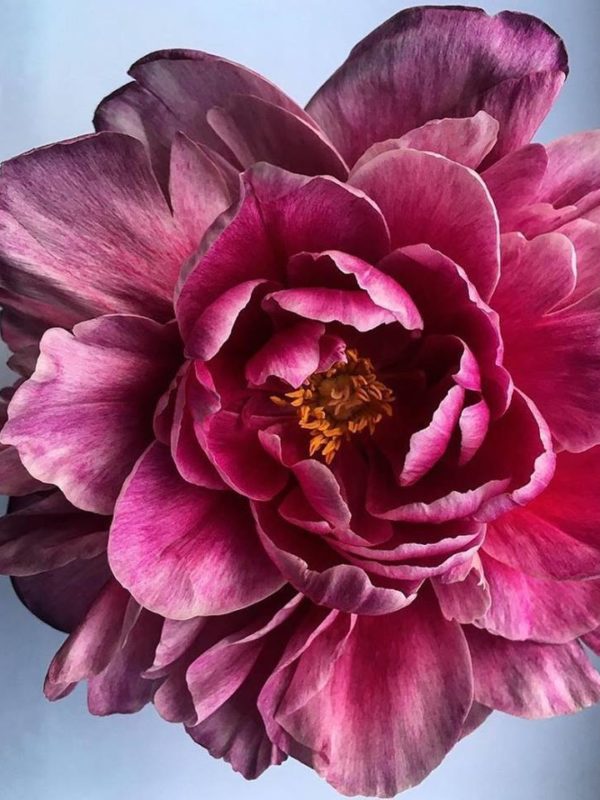 Peony palette