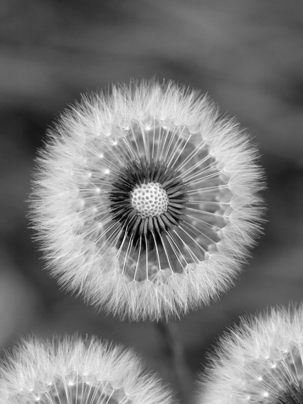 Filamentous Achenes