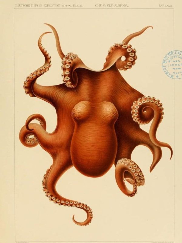 Cephalopoda