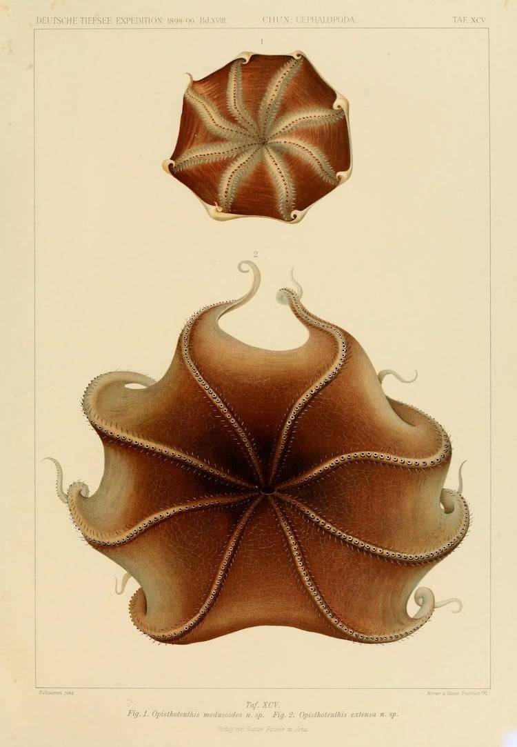 Cephalopoda