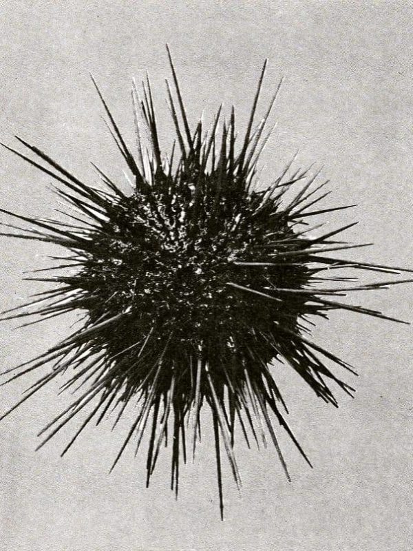 Giant Red Urchin
