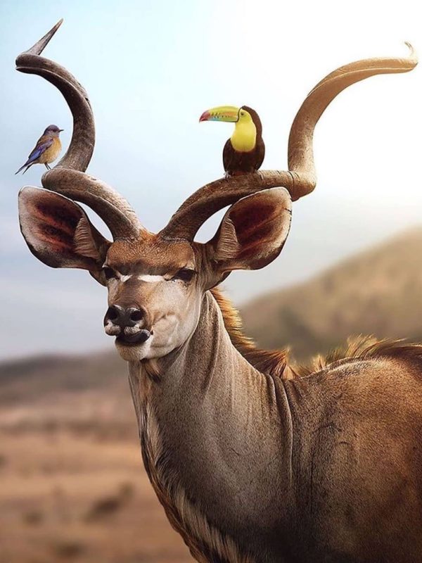 Kudu and friends