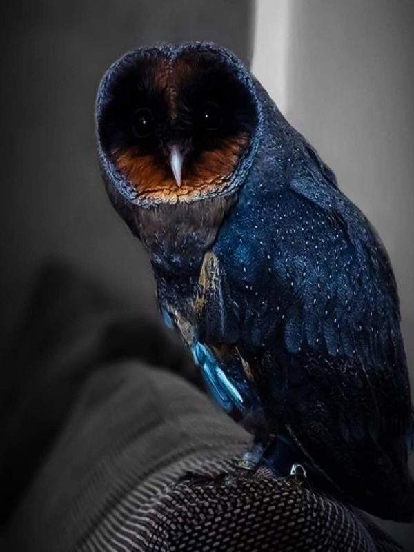 Black barn owl