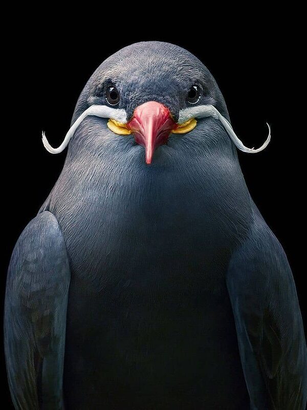 Peruvian Inca tern x Tim Flach