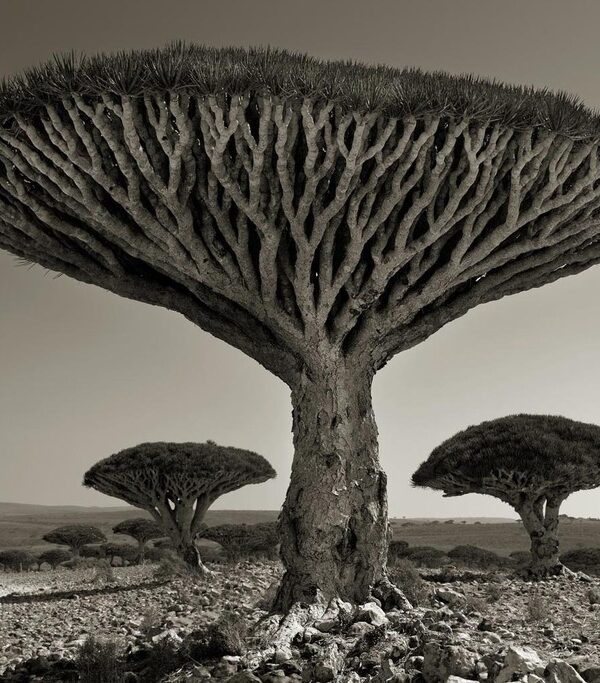 Beth Moon
