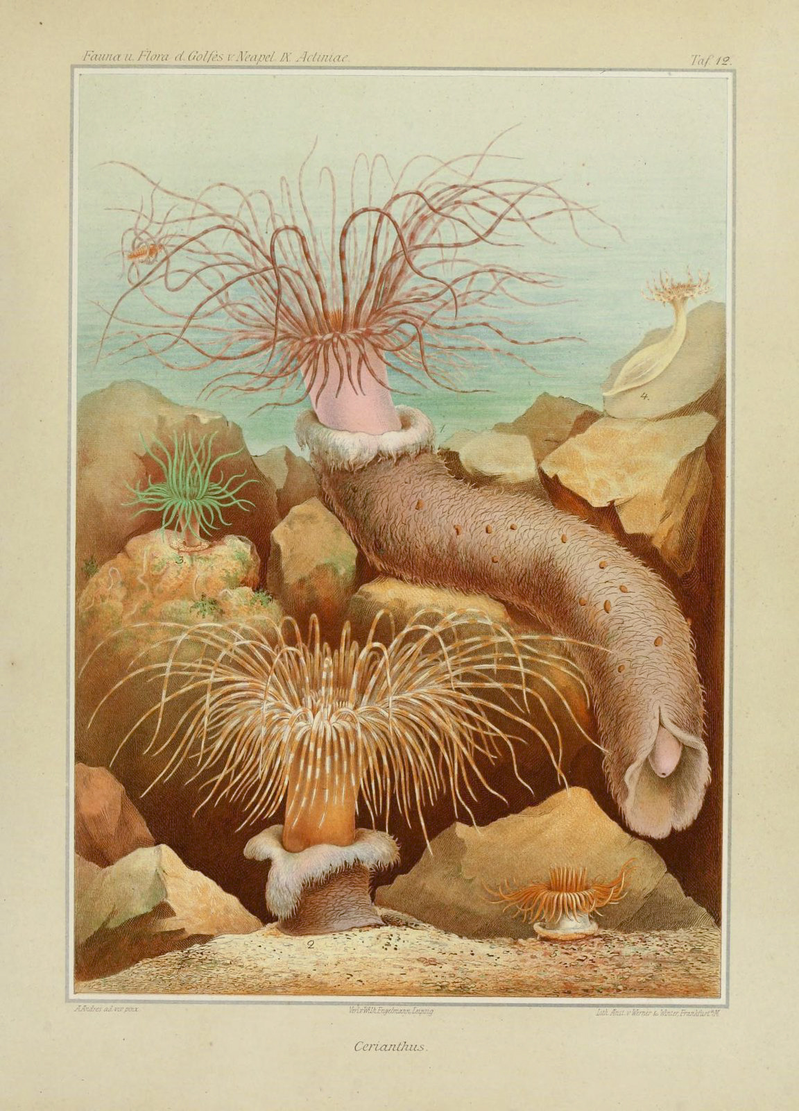 The deep