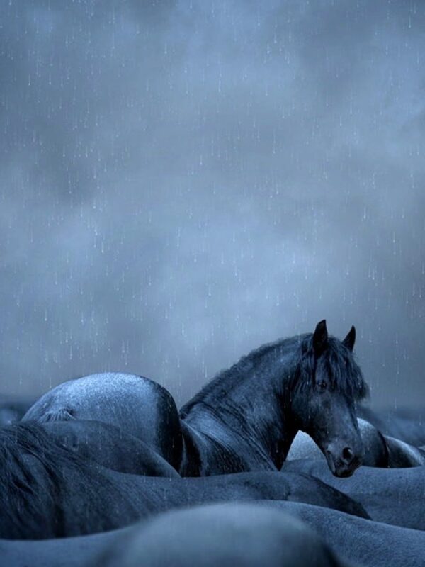 Mystery Horse