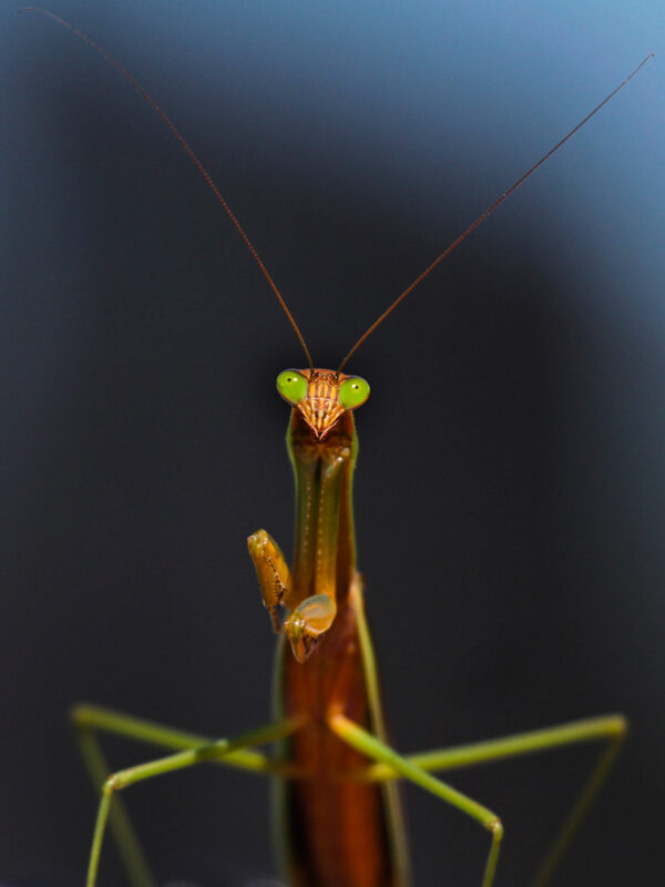 Praying Mantis