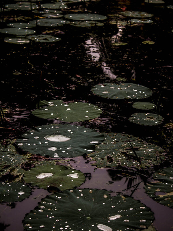 Lily pads x Luqman
