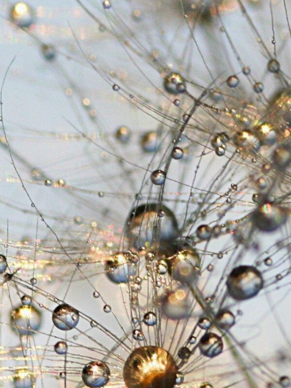 Morning Dew