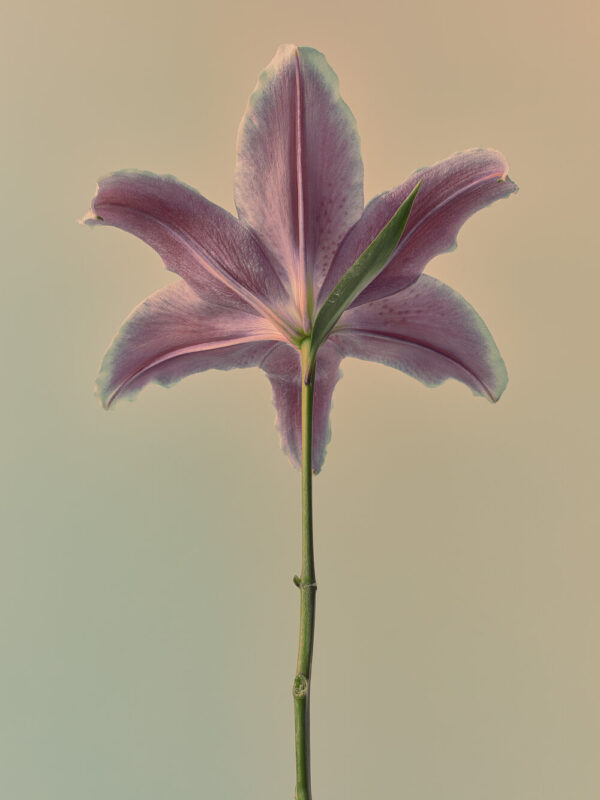 Wild Flower x Billy Kidd