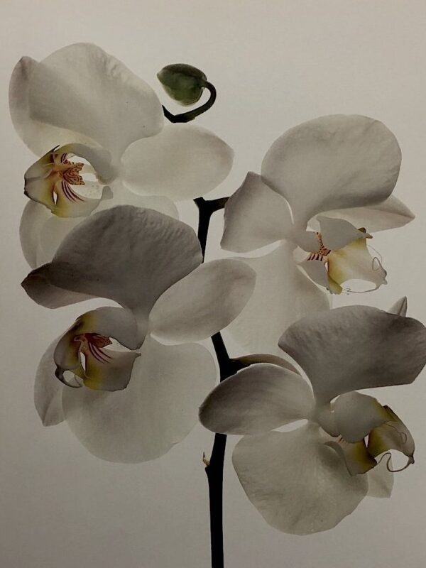 Orchids x Irving Penn