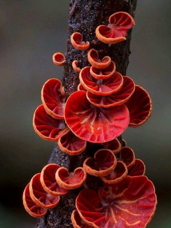 Mystery shroom