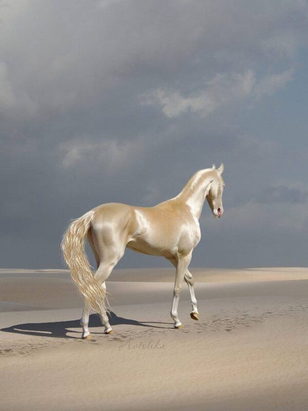 Bright Horse